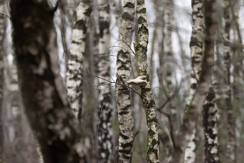 Birch forest by Steffie van der Putten