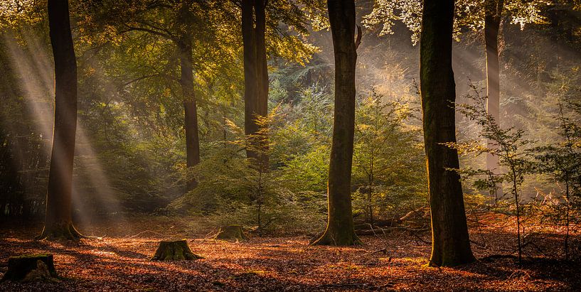 Zonnestralen in het bos van Arjen Noord