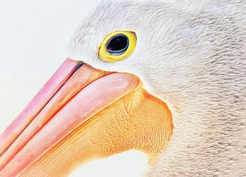 The pelican by Maickel Dedeken