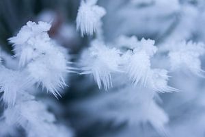 Makroaufnahme, Winter im Wald von Karijn | Fine art Natuur en Reis Fotografie