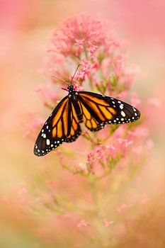 Papillon sur une fleur rose