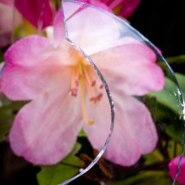 Scherf en bloei by Sybren Visser