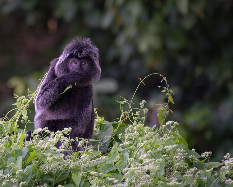 Un langur javanais mange les jeunes feuilles d'un buisson. par Anges van der Logt