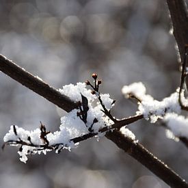 Sonnenlicht auf verschneiten Ästen von Ingrid de Vos - Boom