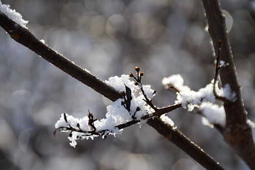 Zonlicht op besneeuwde takken