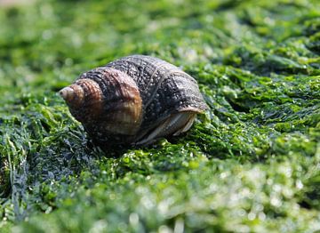 Coquillage sur Jelle Thijssen