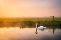 Zwaan tijdens een mistige zonsopkomst | Landschapsfotografie in Nederland | Pasteltinten van Marijn Alons thumbnail