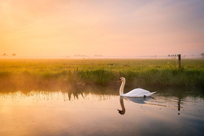 Zwaan tijdens een mistige zonsopkomst | Landschapsfotografie in Nederland | Pasteltinten van Marijn Alons