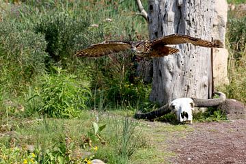 Owl by John Smits