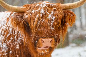 Bétail Highland écossais dans la neige sur Sjoerd van der Wal Photographie