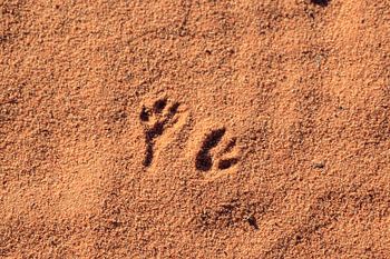 Sporen in de woestijn