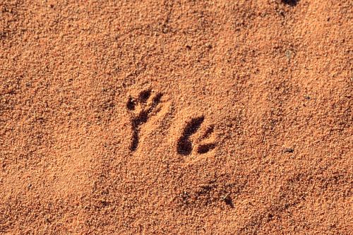 Sporen in de woestijn