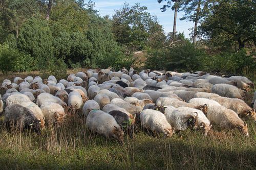 Troupeau de moutons d'Exloo paissant sur la lande de Drentse.