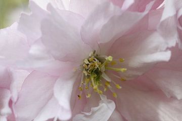 Japanese cherry in close up by Cora Unk