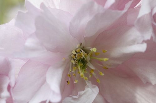 Japanese cherry in close up