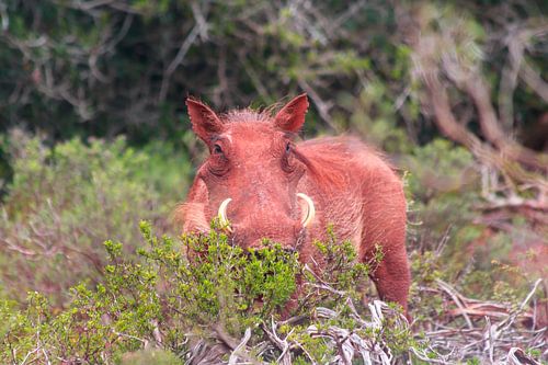 "Pumba" im Gebüsch.