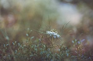 Blumen Teil 156
