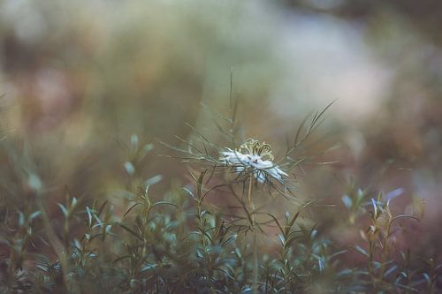 Blumen Teil 156
