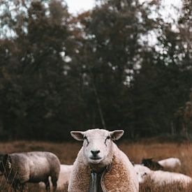 Schafe in der Heide von Jibbe Vloedgraven