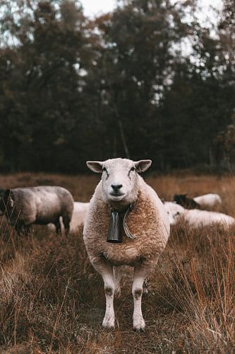 Sheep in the heathland