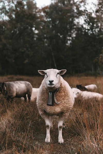 Schaap in de heide van Jibbe Vloedgraven