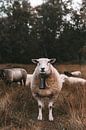 Schafe in der Heide von Jibbe Vloedgraven Miniaturansicht