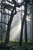 Early morning in the forest