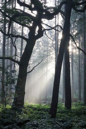 Frühmorgens im Wald