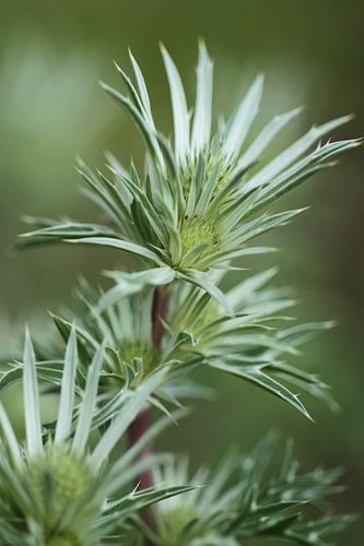 groen-groen
