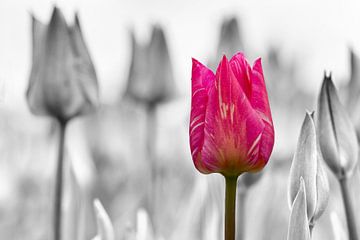 Tulips von Chantal van Bergeijk