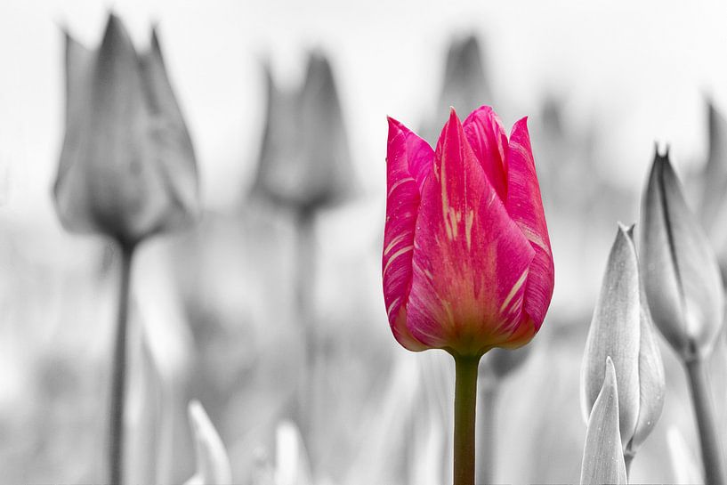 Tulpen von Chantal van Bergeijk