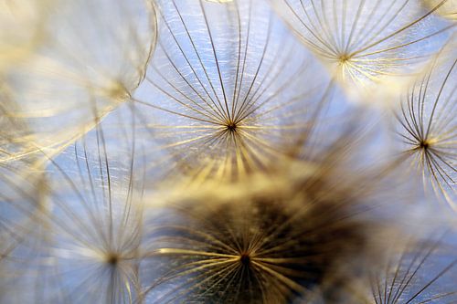 Samen des Wiesenbocksbarts