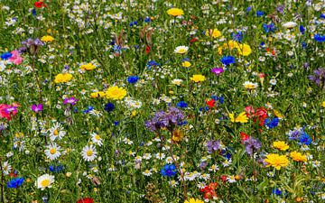 Fleurs sauvages dans les champs sur Enfocado Fotografia