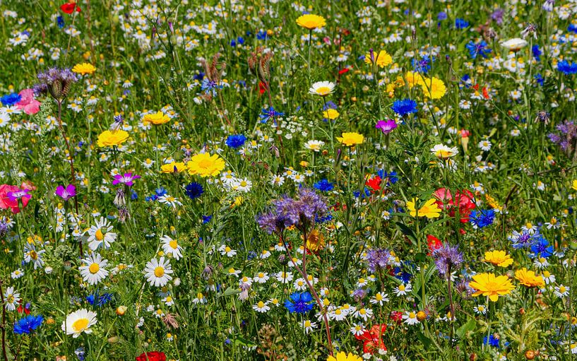 Wildflowers in the field by Enfocado Fotografia