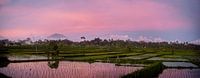 Pink sunset over a rice field in Bali by Ellis Peeters thumbnail