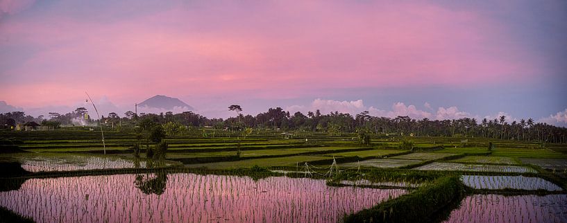 Rosa Sonnenuntergang über einem Reisfeld in Bali von Ellis Peeters