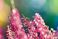 Roze bloemen