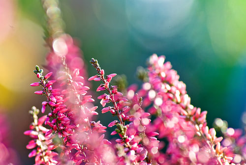 Roze bloemen