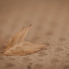 Minimalist photo of dried flower(s) by Marleen Schrijver