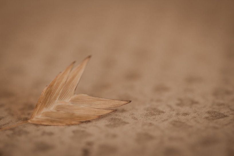 Minimalistisches Foto einer getrockneten Blume(n) von Marleen Schrijver