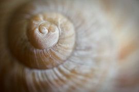 Romeinse slak van Heiko Kueverling