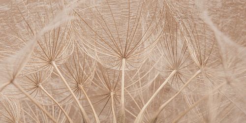 Panorama vanuit de binnenkant van  een morgenster