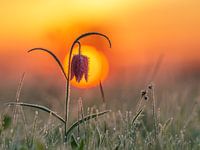 frozen Fritillary