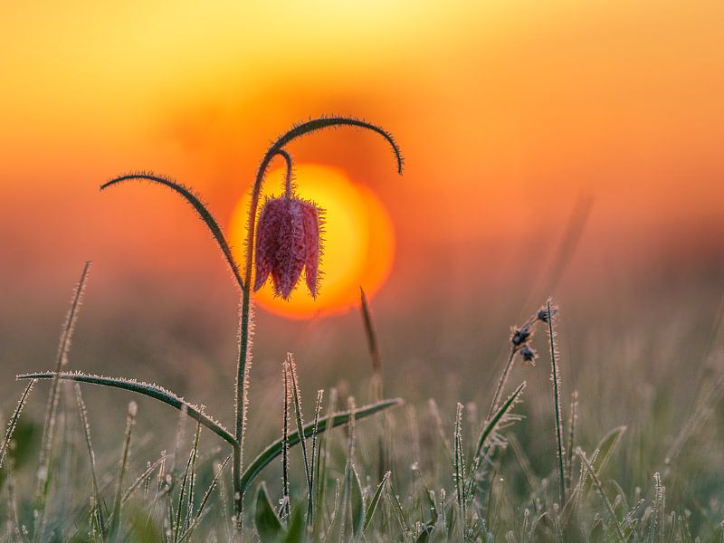 frozen Fritillary by Ton Valk
