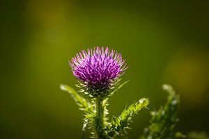 Chardon en fleur