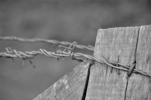 Prikkeldraad in Paal