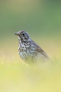 Song Thrush ( Turdus philomelos ) in breeding dress, sitting in grass on the ground, extra low point van wunderbare Erde