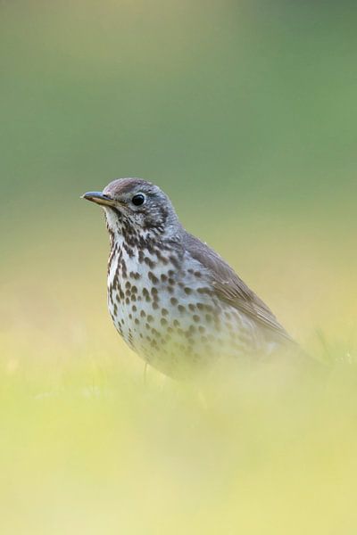 Singdrossel ( Turdus philomelos ) im Sommerkleid, sitzt auf dem Boden im Gras, niedrige Perspektive, van wunderbare Erde
