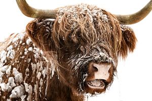 Schottische Highlander-Kuh im Schnee