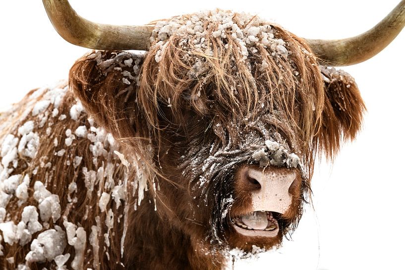 Schottische Highlander-Kuh im Schnee von Sjoerd van der Wal Fotografie
